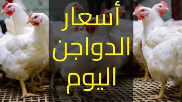 عروض على الكميات.. تراجع أسعار الدواجن والطيور في الأسواق اليوم السبت