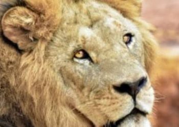ملك الغابة يحتفل باليوم العالمى له والتوعية بخطر تراجع أعداده