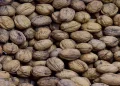 علماء روس يحولون قشور الجوز إلى فحم حيوي يكافح الأعشاب الضارة