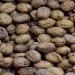 علماء روس يحولون قشور الجوز إلى فحم حيوي يكافح الأعشاب الضارة