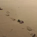 العثور على أثر قدم كلب أليف يعود تاريخه إلى 4000 عام في تركيا